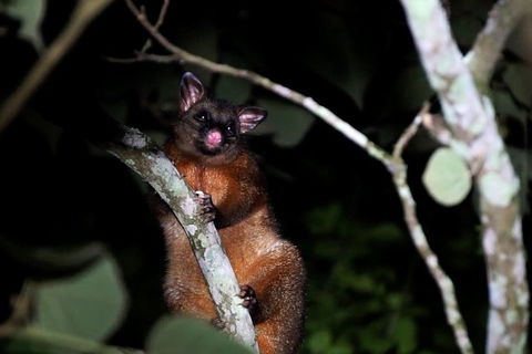Atherton Tablelands Rain Forest By Night From Cairns - Tourism Brisbane 4