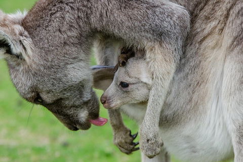 3-Day Melbourne To Adelaide Small-Group Tour Via Great Ocean Road Grampians - Tourism Brisbane 1