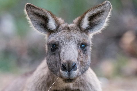 Great Ocean Road And Grampians 2 Day Short Break Escape From Melbourne - Tourism Brisbane 4