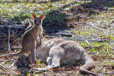 Adelaide To Melbourne 3-Day Trip Through Grampians And Great Ocean Road - Tourism Brisbane 5