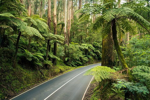 Melbourne Snow Trip To Lake Mountain With Chocolates Visit To A Waterfall - Tourism Brisbane 2