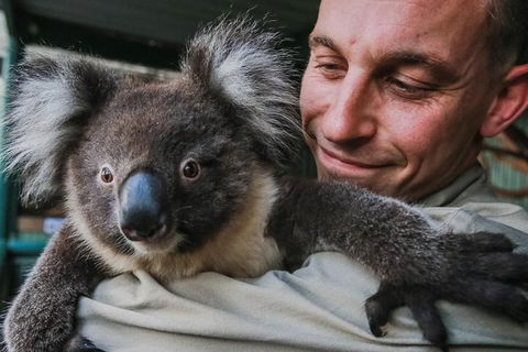 Kangaroos & Koala Encounter Experience (Half Day Private Tour) - Tourism Brisbane 0
