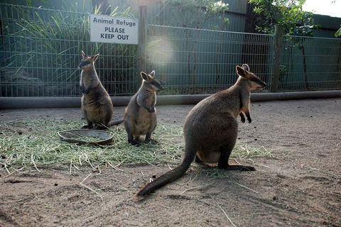 Kangaroos & Koala Encounter Experience (Half Day Private Tour) - Tourism Brisbane 2