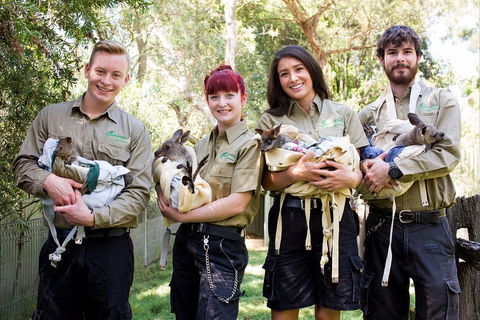 Kangaroos & Koala Encounter Experience (Half Day Private Tour) - Tourism Brisbane 3