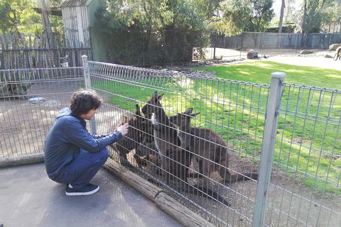 Kangaroos & Koala Encounter Experience (Half Day Private Tour) - Tourism Brisbane 4
