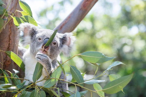 Kangaroos & Koala Encounter Experience (Half Day Private Tour) - Tourism Brisbane 5