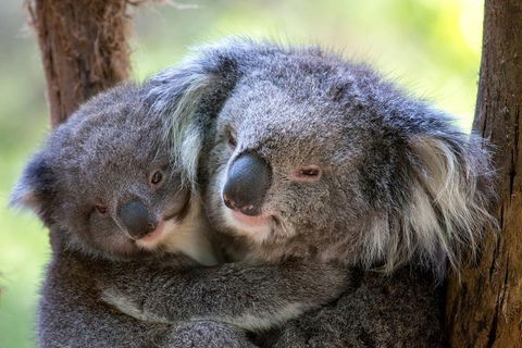 Healesville Sanctuary General Entry Ticket - Tourism Brisbane 0