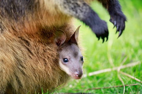 Healesville Sanctuary General Entry Ticket - Tourism Brisbane 2