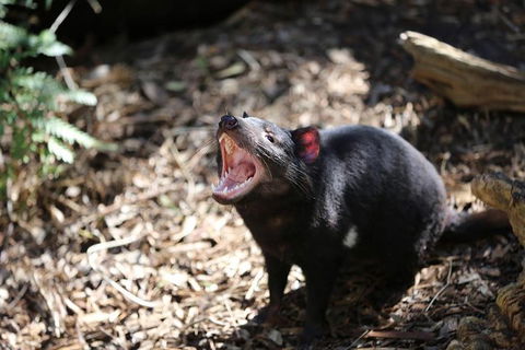 Healesville Sanctuary General Entry Ticket - Tourism Brisbane 3