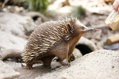 Healesville Sanctuary General Entry Ticket - Tourism Brisbane 4