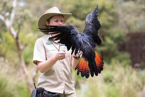 VIP Sanctuary Tour At Healesville Sanctuary Ticket - Tourism Brisbane 5