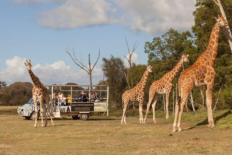 Off-Road Safari At Werribee Open Range Zoo - Tourism Brisbane 3