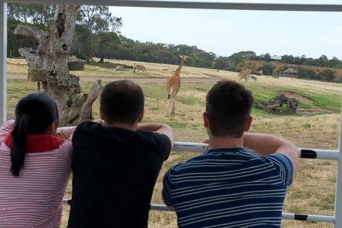 Off-Road Safari At Werribee Open Range Zoo - Tourism Brisbane 4