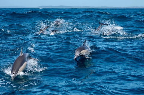 Cruise With Dolphins In Byron Bay - Tourism Brisbane 2