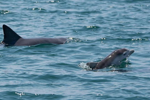 Cruise With Dolphins In Byron Bay - Tourism Brisbane 5