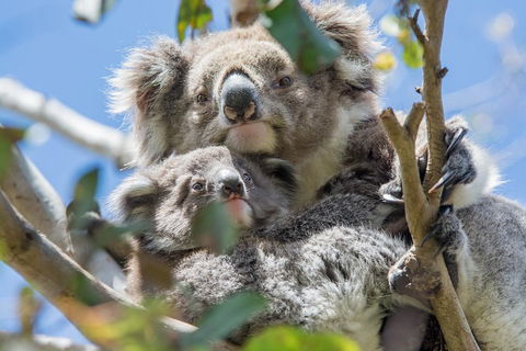 3-Day Adelaide To Melbourne Overland Trip Through Grampians And Great Ocean Road - Tourism Brisbane 3