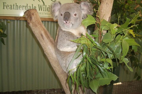 Blue Mountains Private Tour With Wildlife Park And River Cruise - Brisbane Tourism 5