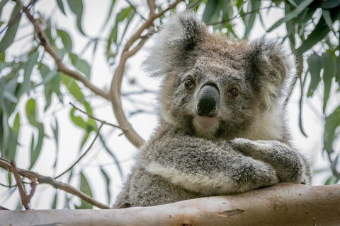 Great Ocean Road & Grampians National Park Tour - 3 Days, 2 Nights - Tourism Brisbane 2