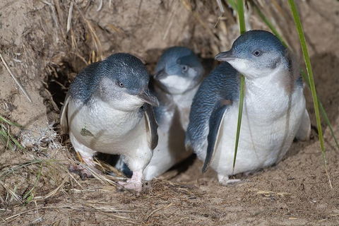 Great Ocean Road & Phillip Island - 3 Days, 2 Nights - Tourism Brisbane 2