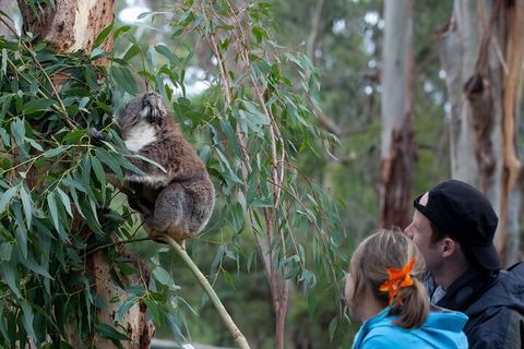 Great Ocean Road & Phillip Island - 3 Days, 2 Nights - Tourism Brisbane 4