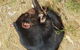 Phillip Island Penguin And Wildlife Tour - thumb 3