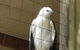 Phillip Island Penguin And Wildlife Tour - thumb 5
