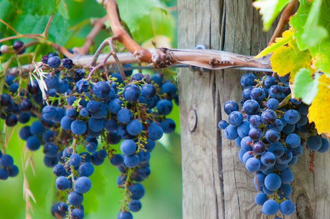 Yarra Valley, Dandenong Ranges Inc. Lunch With Wine,plus Morning Tea,chocolate - Tourism Brisbane 0