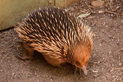 Puffing Billy And Healesville Sanctuary Scenic Tour - Tourism Brisbane 0