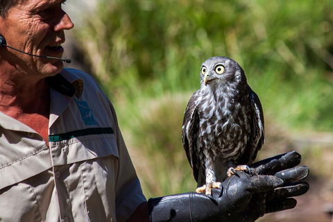 Puffing Billy And Healesville Sanctuary Scenic Tour - Tourism Brisbane 3