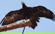 Puffing Billy And Healesville Sanctuary Scenic Tour - thumb 4