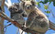 Puffing Billy And Healesville Sanctuary Scenic Tour - thumb 5