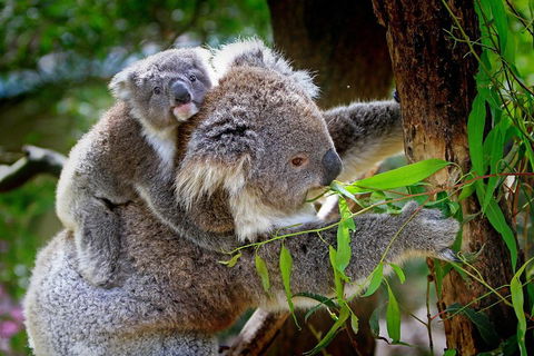 Private Three Day Great Ocean Road Tour - Tourism Brisbane 2