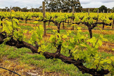 Margaret River Indulge And Discover Day Tour - Tourism Brisbane 5
