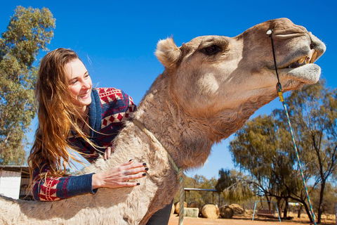 Alice Springs Camel Tour - Tourism Brisbane 2