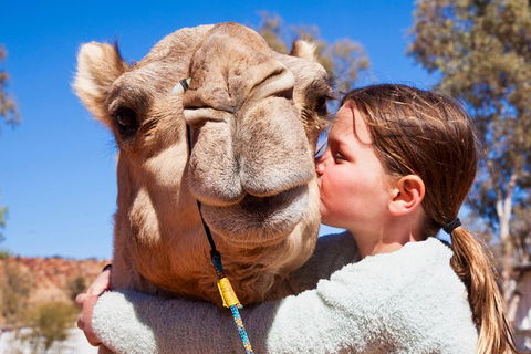 Alice Springs Camel Tour - Tourism Brisbane 5