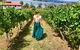 Tamar Valley Wine Tour With Lunch - thumb 2