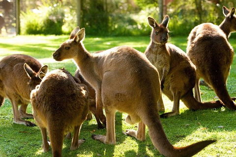 Melbourne City Card (3 Days): Visit Unlimited Attractions! - Tourism Brisbane 4