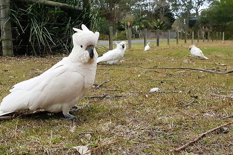 Much More To See Of Sydney Private Tour - Tourism Brisbane 2