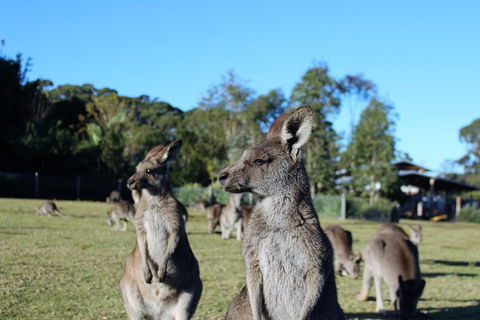 Royal National Park Tour - Tourism Brisbane 2