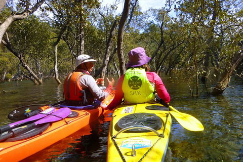 Middle Harbour Mangrove Explorer - Tourism Brisbane 3