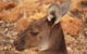 Australian Animals, Seascape And Sunset Photography Tour - thumb 0