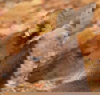 Australian animals Seascape and Sunset Photography Tour - Tourism Brisbane
