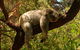 Australian Animals, Seascape And Sunset Photography Tour - thumb 1