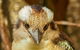 Australian Animals, Seascape And Sunset Photography Tour - thumb 3