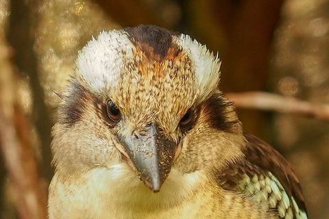 Australian Animals, Seascape And Sunset Photography Tour - Tourism Brisbane 3