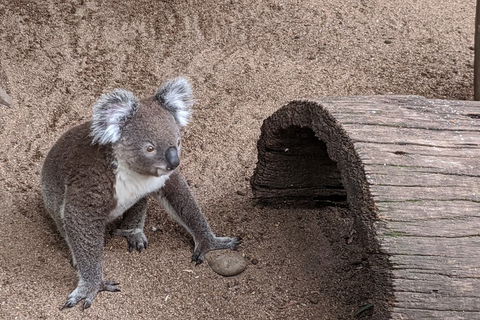 Australian Wildlife & Waterfalls Private Tour With 'Personalised Sydney Tours' - Tourism Brisbane 0