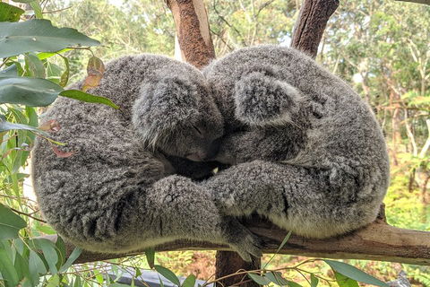 Australian Wildlife & Waterfalls Private Tour With 'Personalised Sydney Tours' - Tourism Brisbane 2