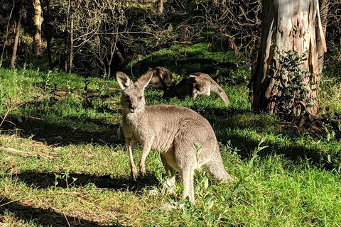 Australian Wildlife & Waterfalls Private Tour With 'Personalised Sydney Tours' - Tourism Brisbane 3