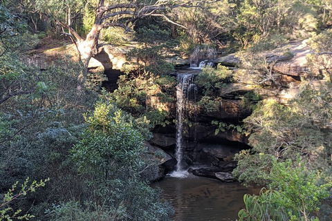 Australian Wildlife & Waterfalls Private Tour With 'Personalised Sydney Tours' - Tourism Brisbane 5