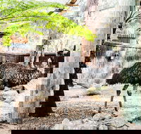 Sydney Taronga Zoo General Entry Ticket and Wild Australia Experience - Tourism Brisbane